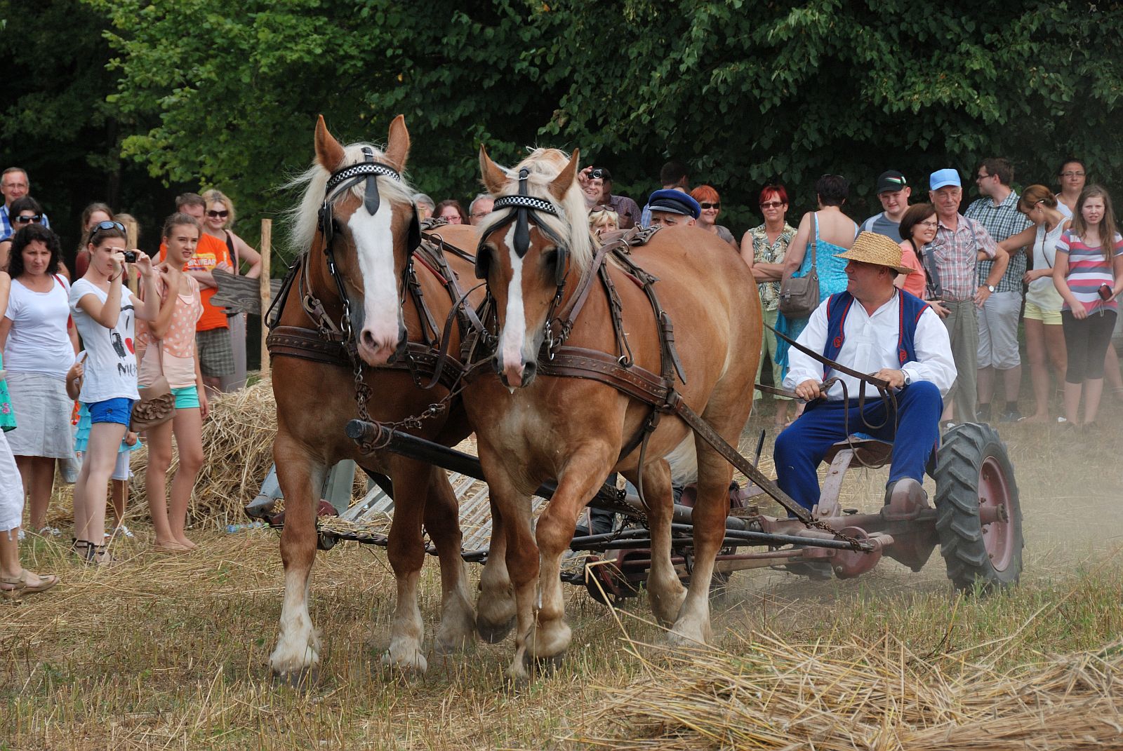 niwa w skansenie 2013 r.