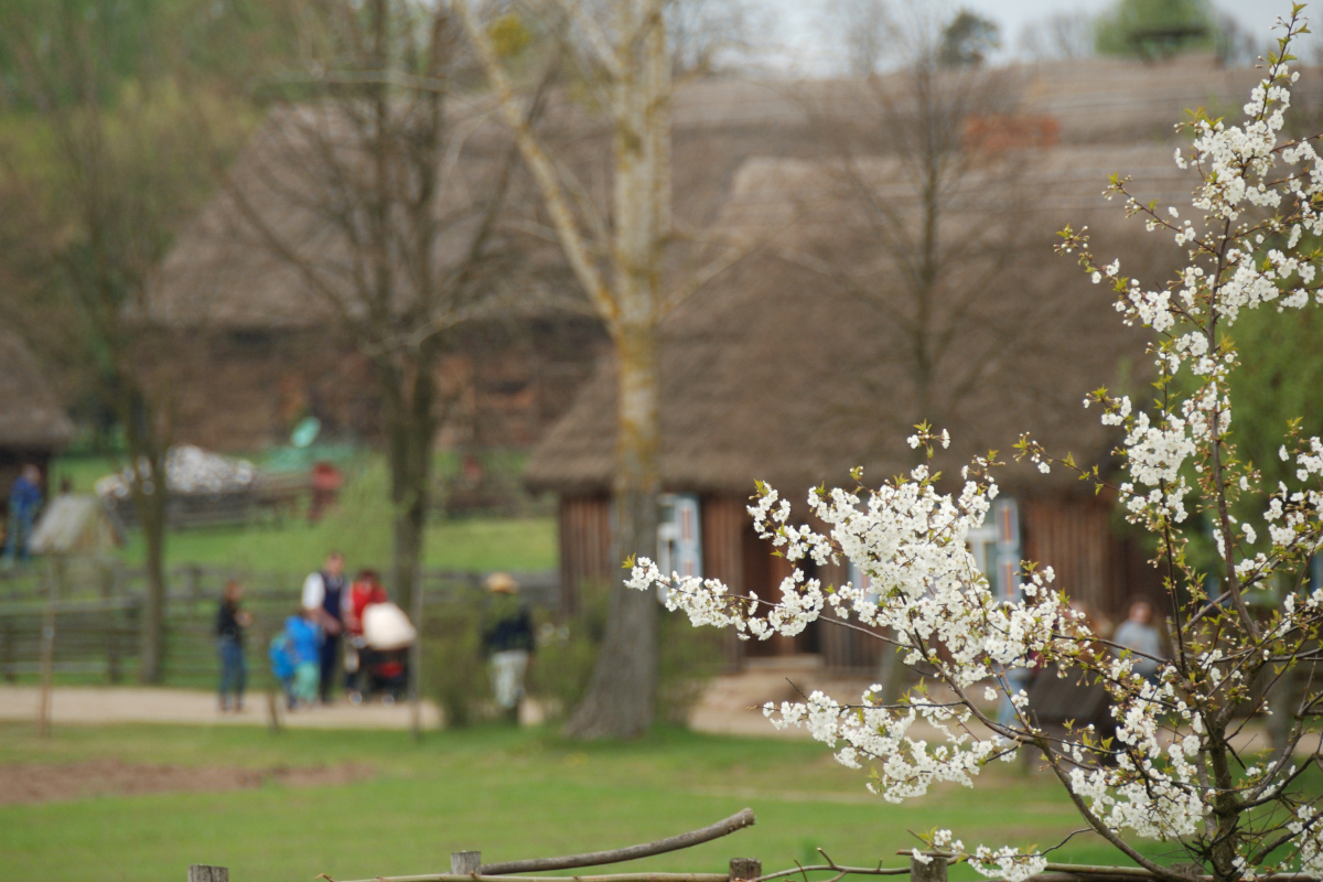 Majwka w skansenie, 2015 r.