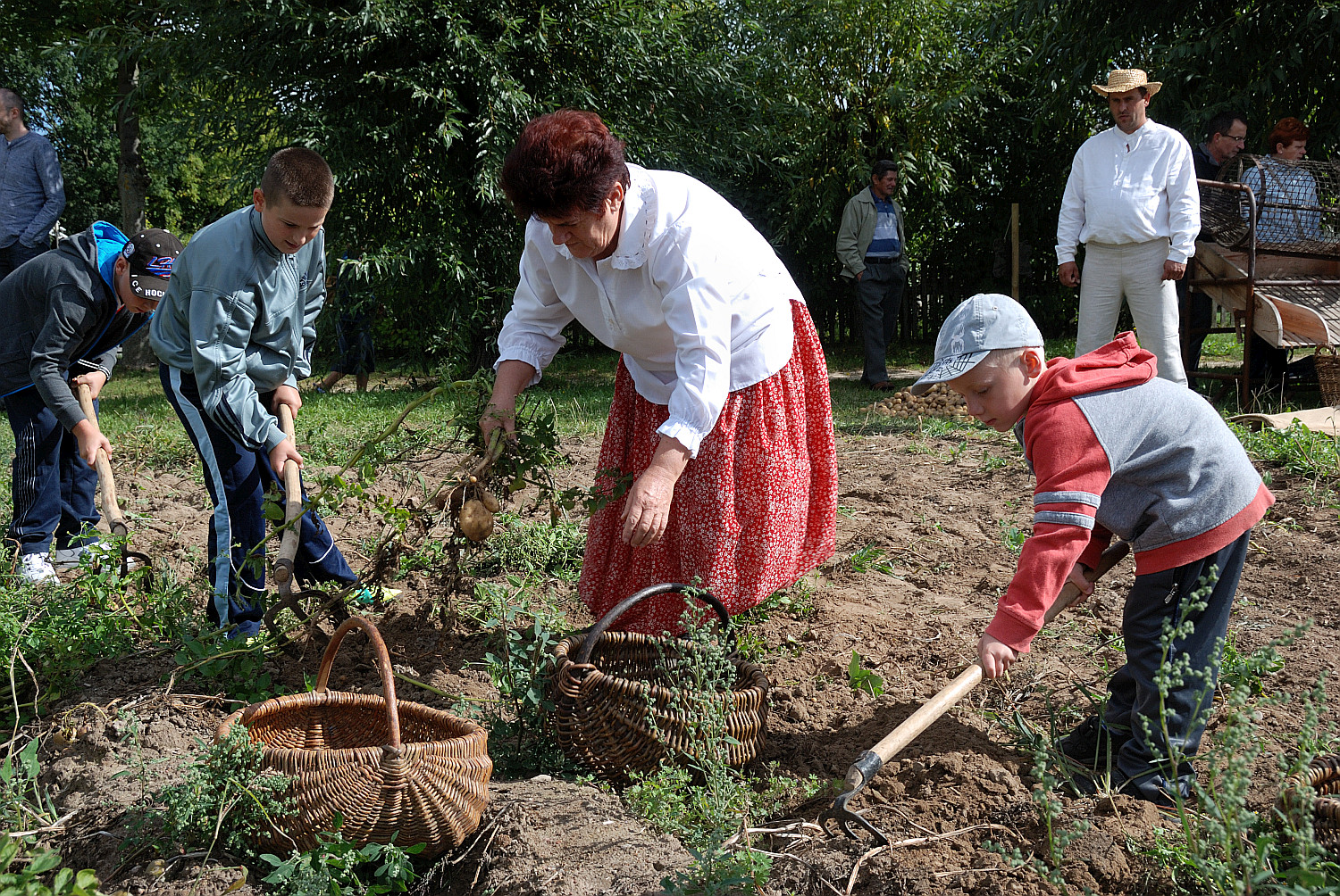 Wykopki w skansenie, 2013 r.