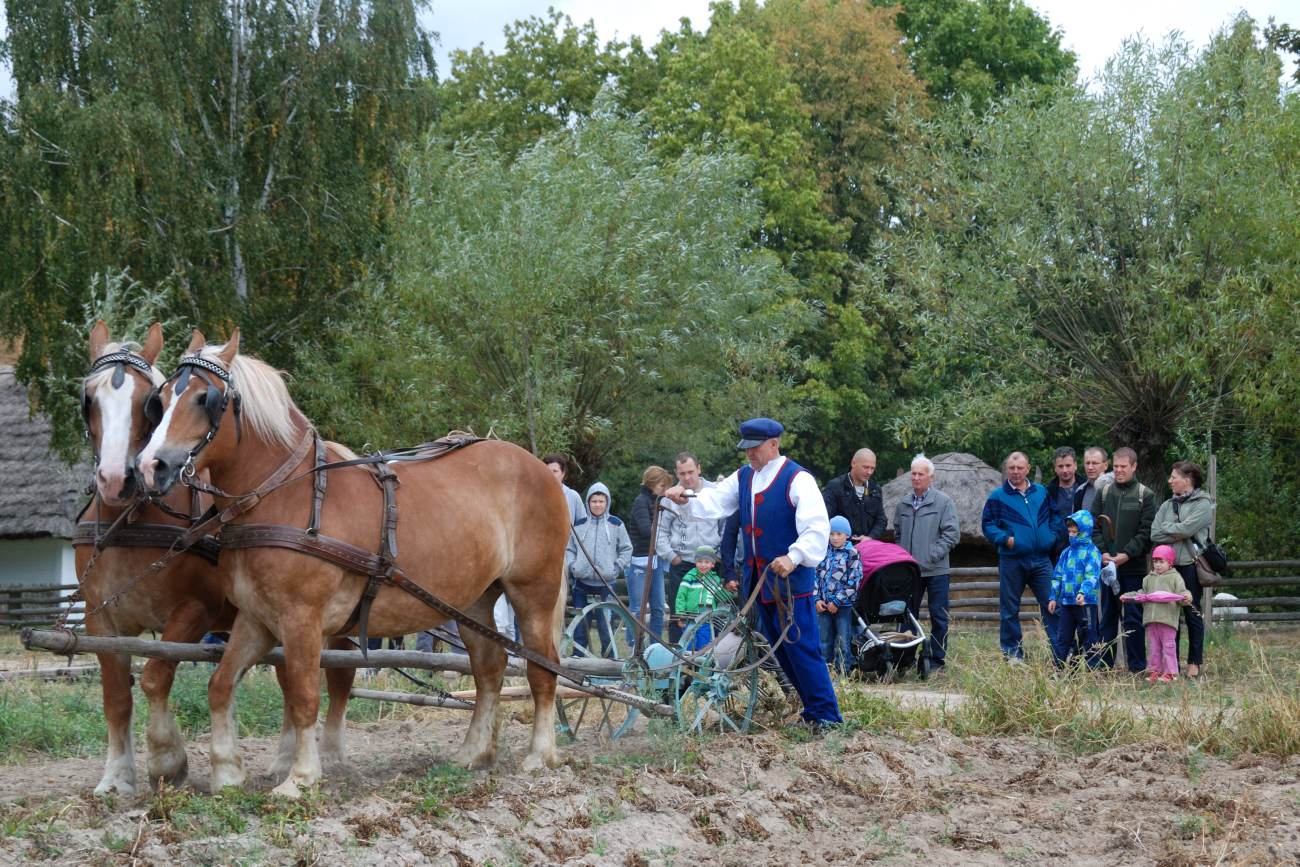 Wykopki w skansenie, 2015 r.