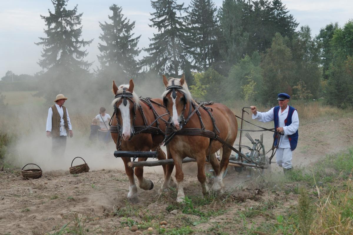 Wykopki w skansenie, 4.09.2016 r.