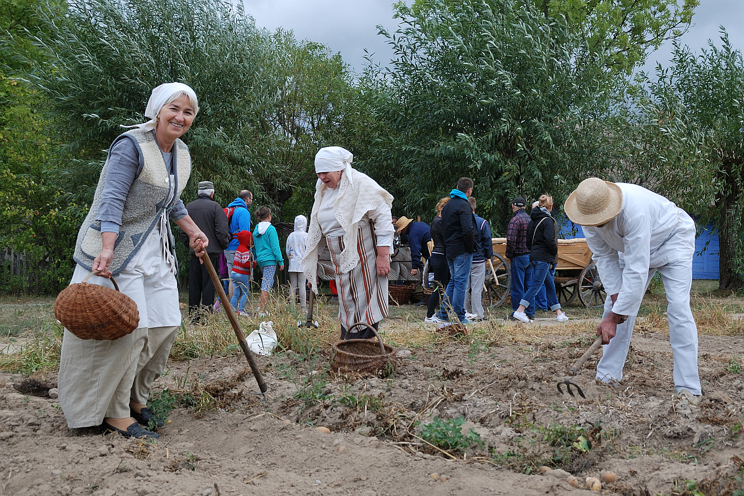 Wykopki w skansenie, 6.09.2015 r.