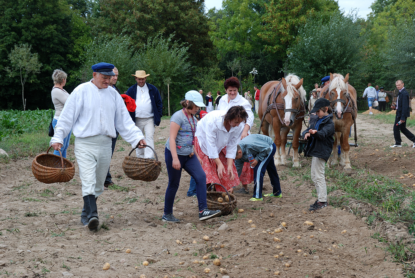 Wykopki w skansenie, wrzesie 2013 r.