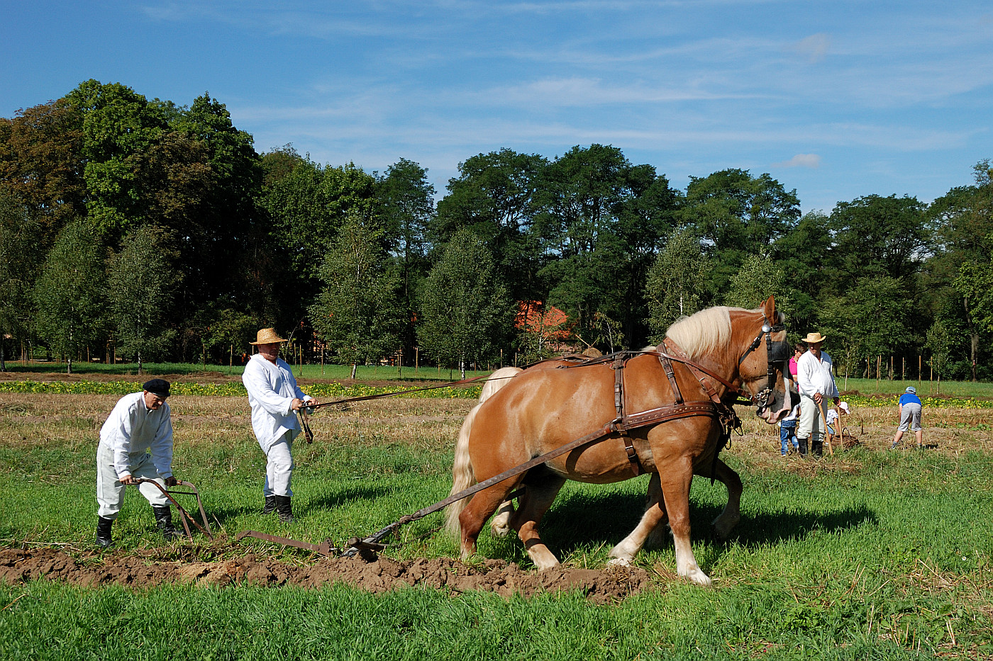 Wykopki w skansenie w 2012 roku.