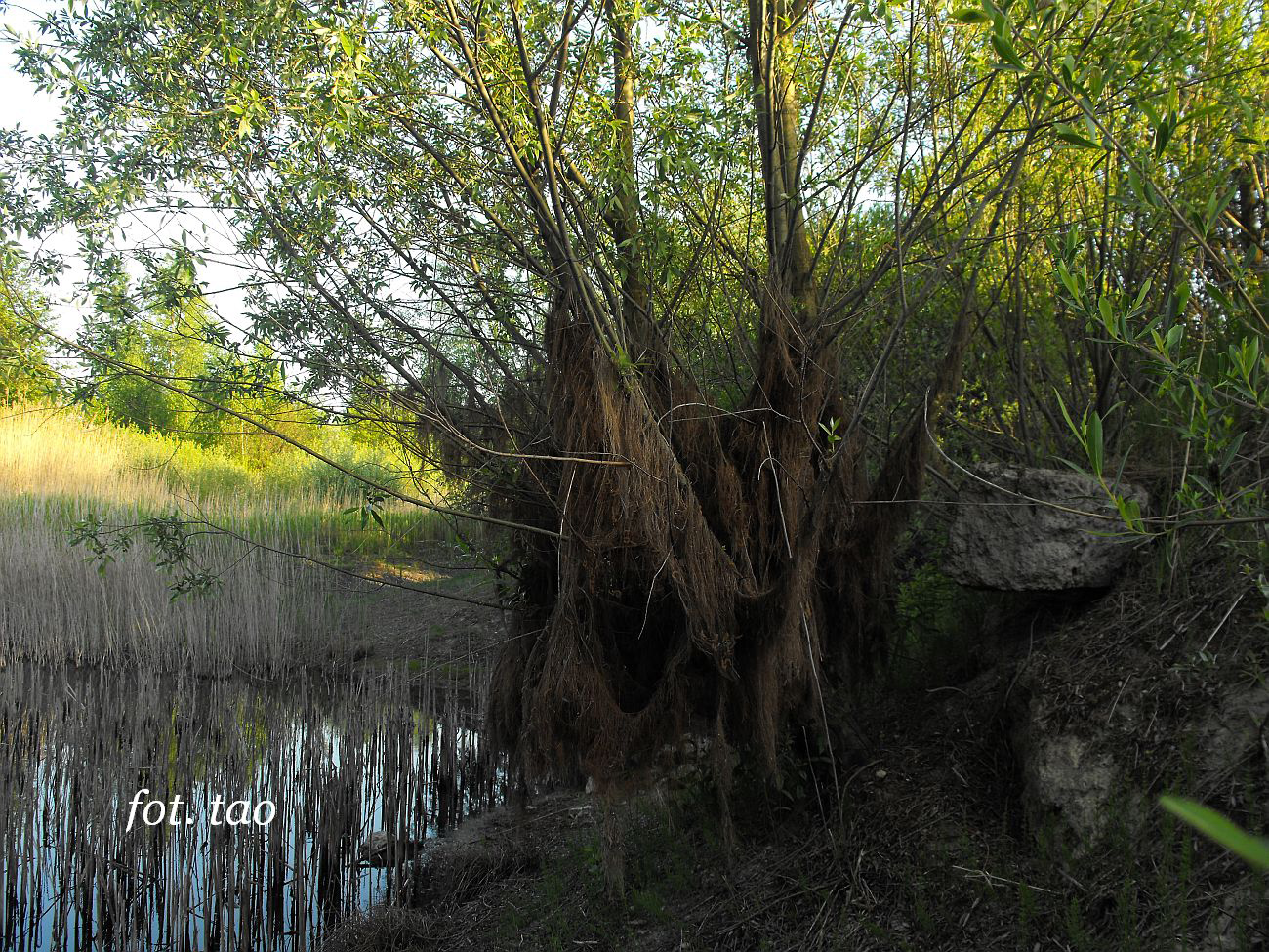 Nie, nie to nie lasy deszczowe, tylko zamierające stawy na Glinkach, maj 2012 r.