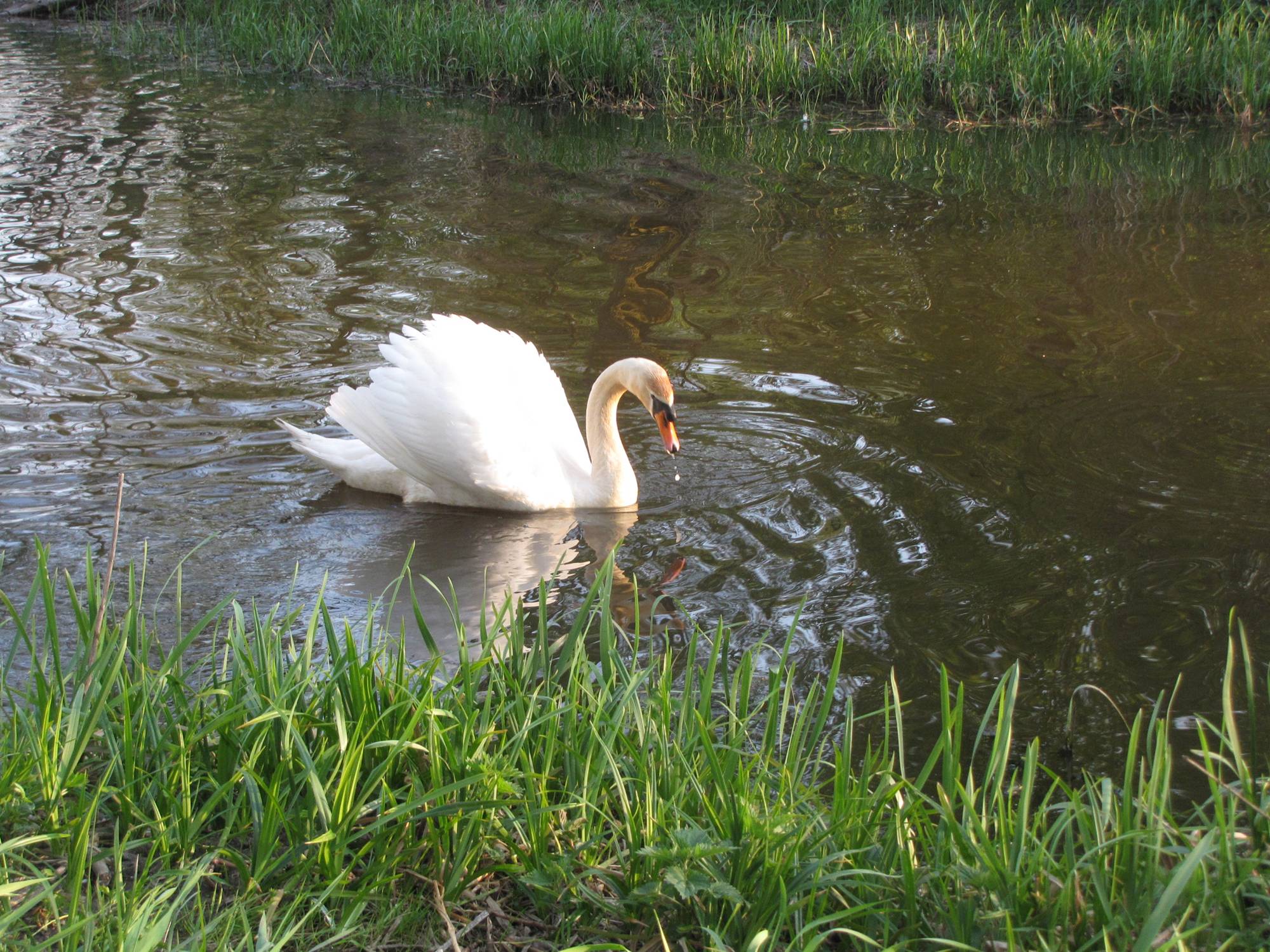 abd na rzece Skrwie, Borowo, 29.04.2009 r.