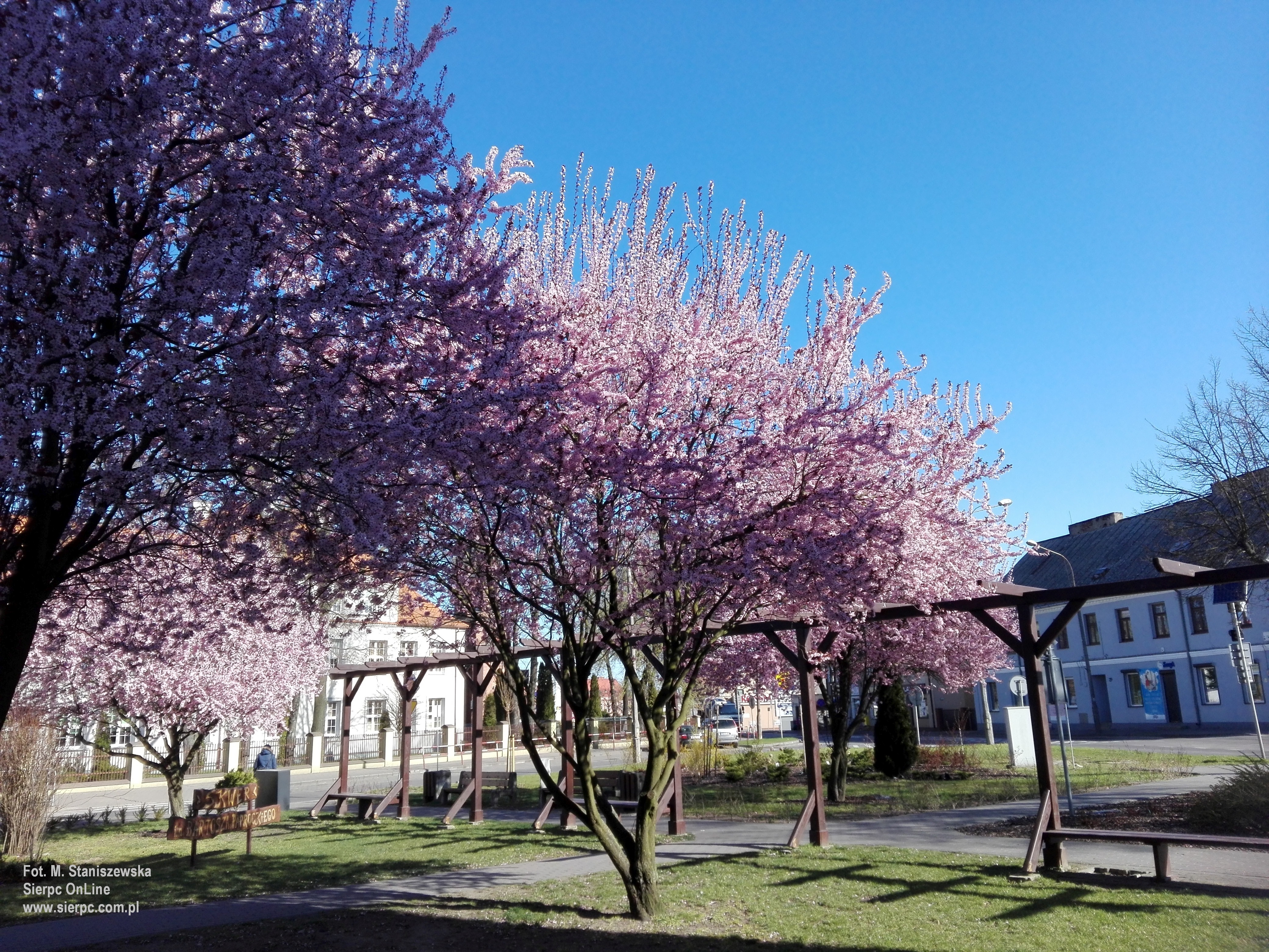 Skwer im. Bartosza Paprockiego w Sierpcu w wiosennej odsonie, 14.04.2020 r.