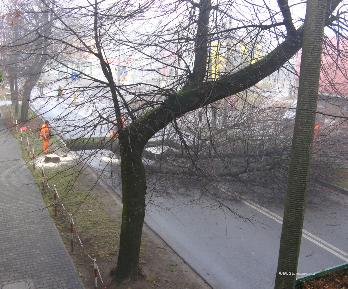 Wycinka drzew na ulicy Pockiej, 14.11.2013 r.