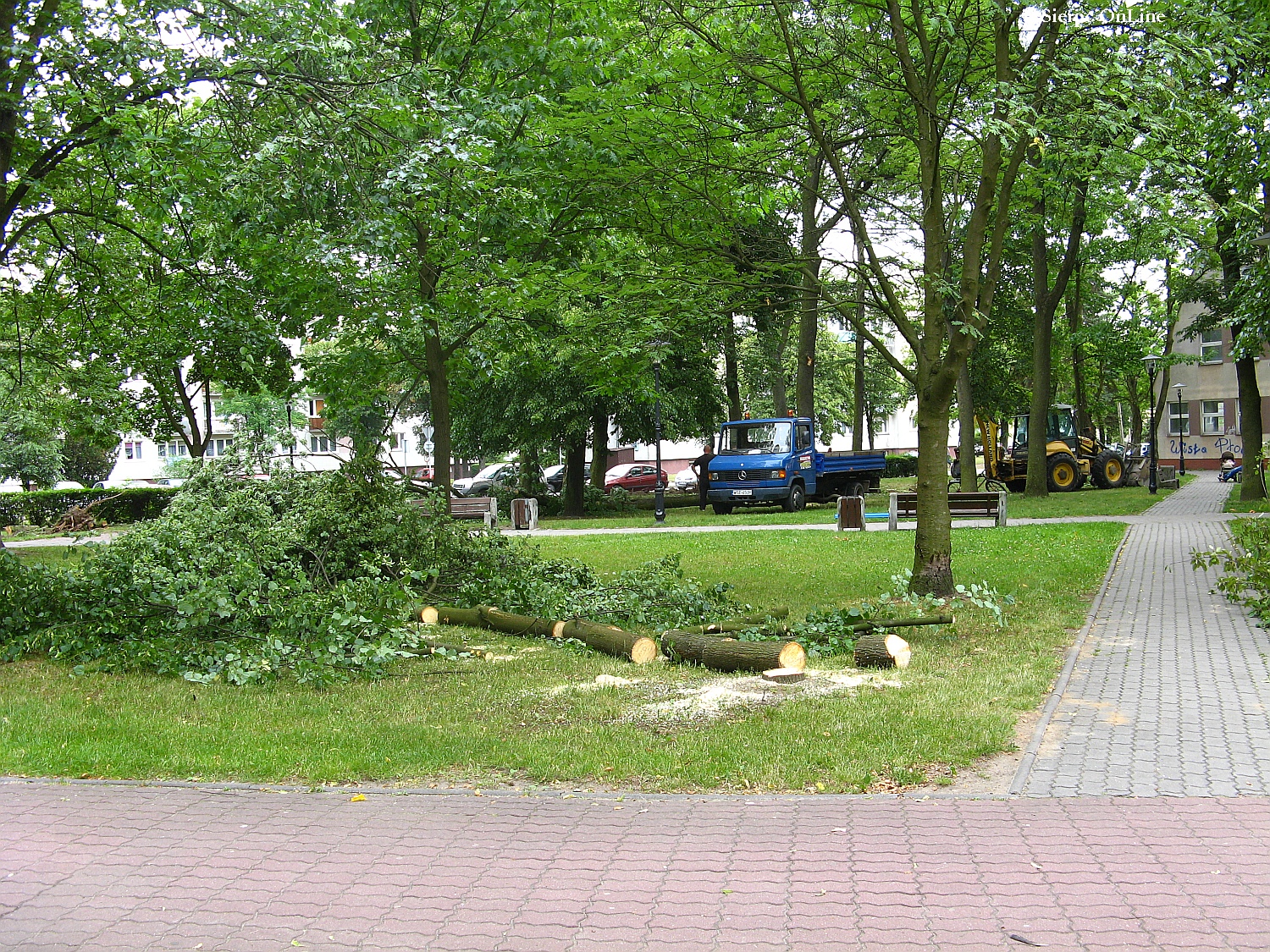 Wycinka drzew przed wielk modernizacj w Parku im. Solidarnoci, 26.06.2015 r.