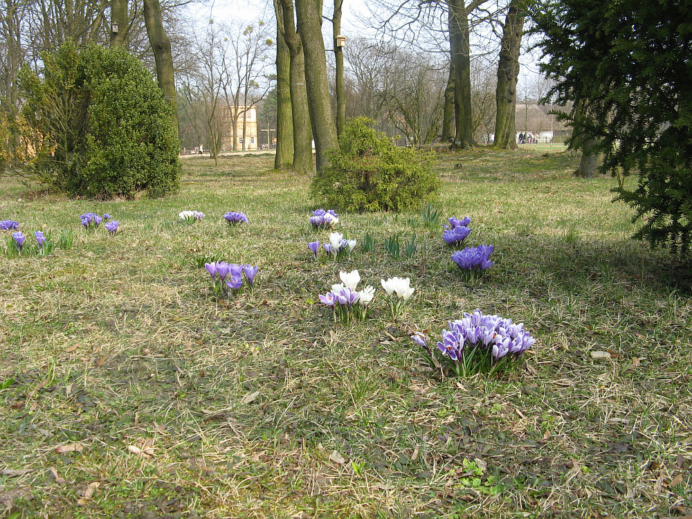 Sierpecki skansen to nie tylko zabytkowa zabudowa drewniana, ale take wspaniaa flora...