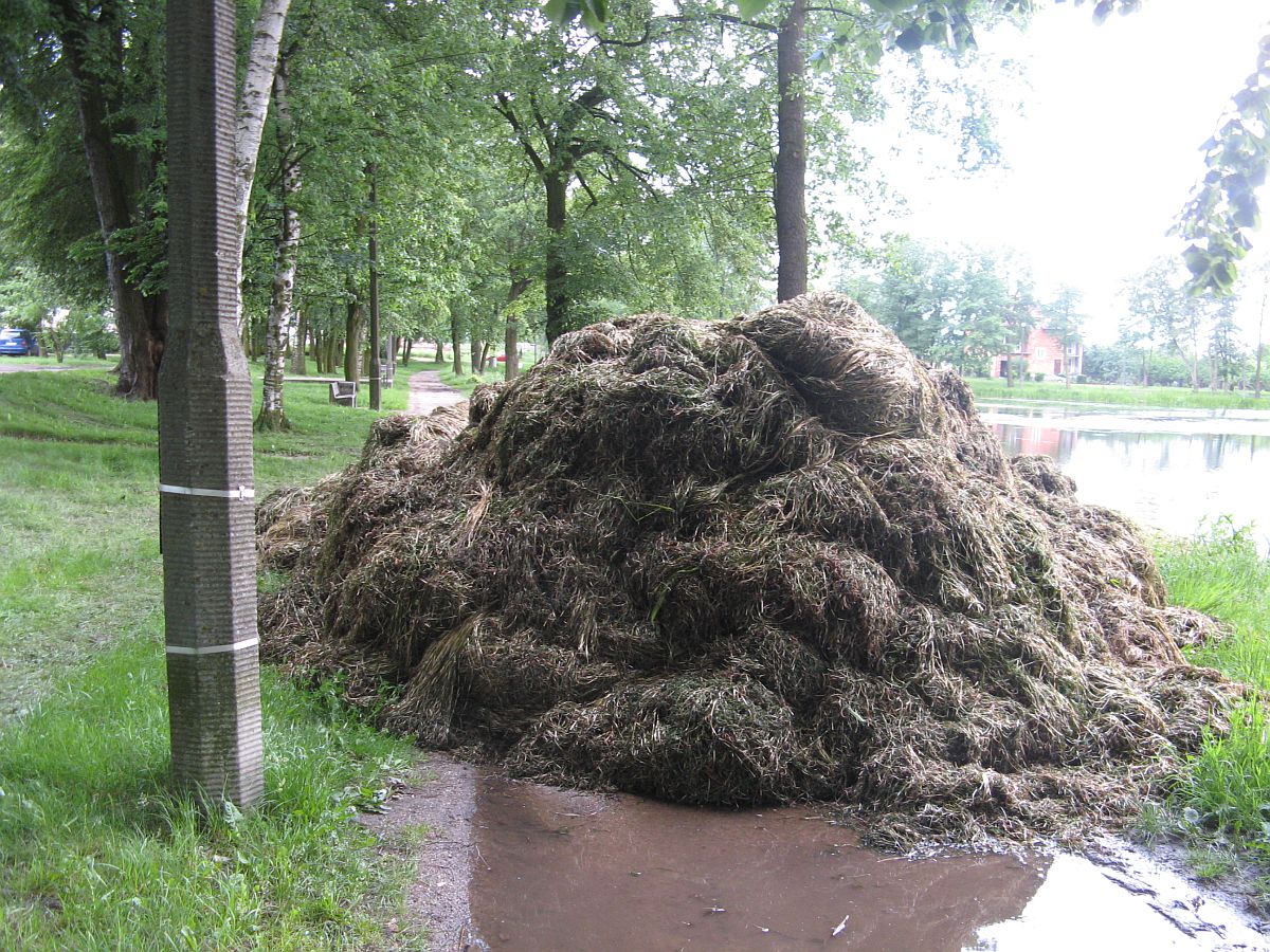 Sterty wyowionej na brzeg rdestnicy, 4.06.2009 r.