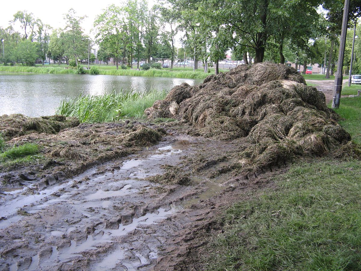 Rdestnica wyowiona na brzeg Jezirek, 4.06.2009 r.