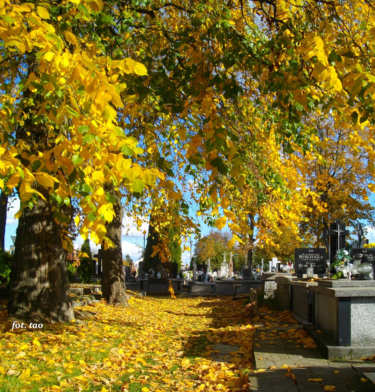 Jesienna aleja na terenie cmentarza parafialnego w Sierpcu, 11.11.2022 r.