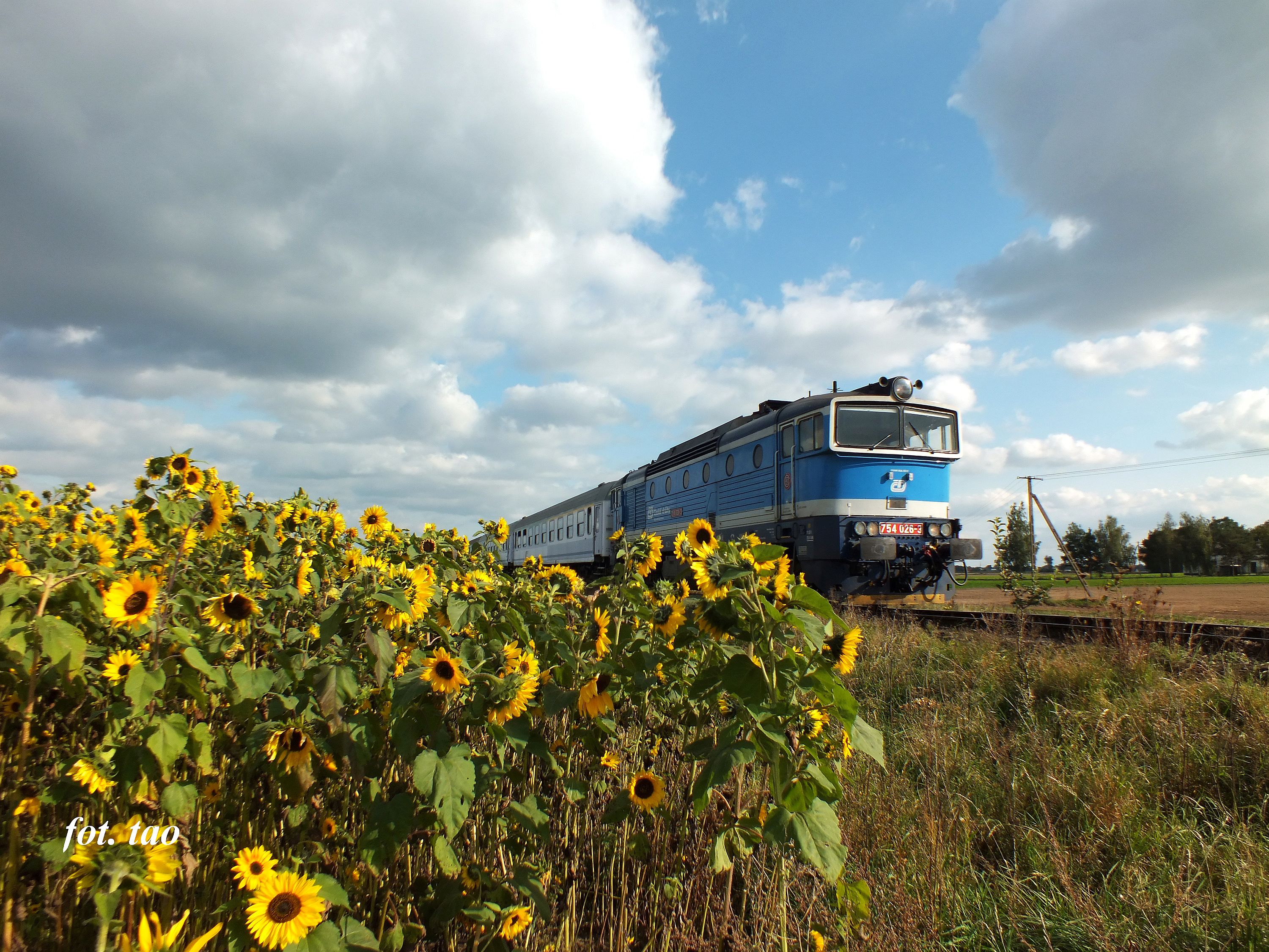 ��te s�oneczniki i&nbsp;niebieska lokomotywa. Sceneria jak na zam�wienie. Na fotografii poci�g TLK w&nbsp;kierunku Toru�-Gdynia, wrzesie� 2025&nbsp;r.