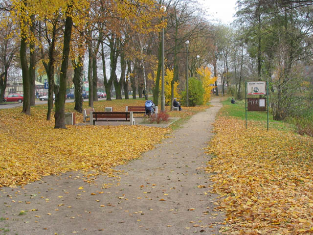 Aleja w parku nad Jezirkami