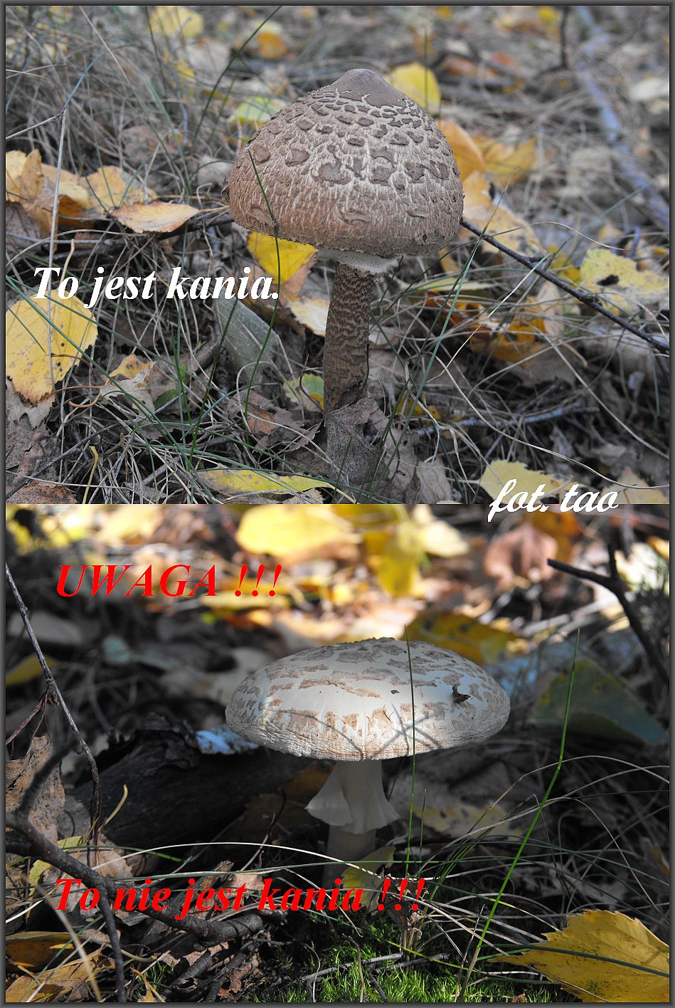 Czas na grzyby. W tym sezonie w okolicznych lasach jest wysyp kani, zbierać czy nie zbierać? Oczywiście zbierać, bo kania to jeden z najsmaczniejszych  grzybów, ale nie mylić z muchomorem, patrz na foto. Lasy w Walerianowie k/Sierpca, 4.10.2013 r.