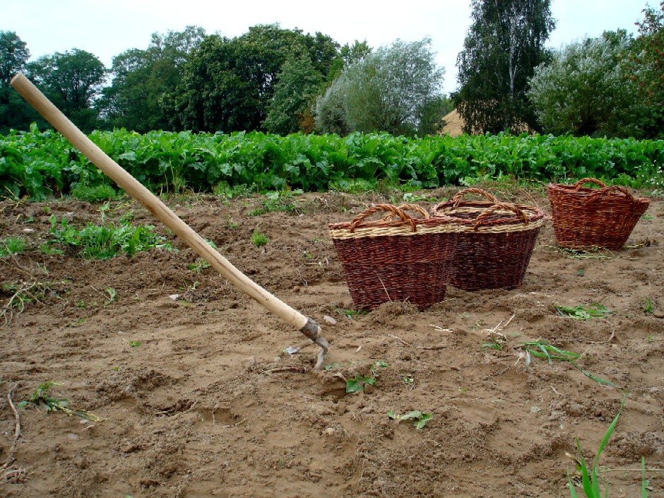 Wykopki w Skansenie 2006. Dawna kopaczka.