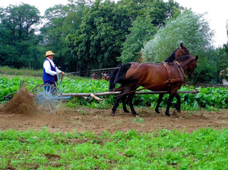 Wykopki w Skansenie 2006. Kopaczka z przed lat.