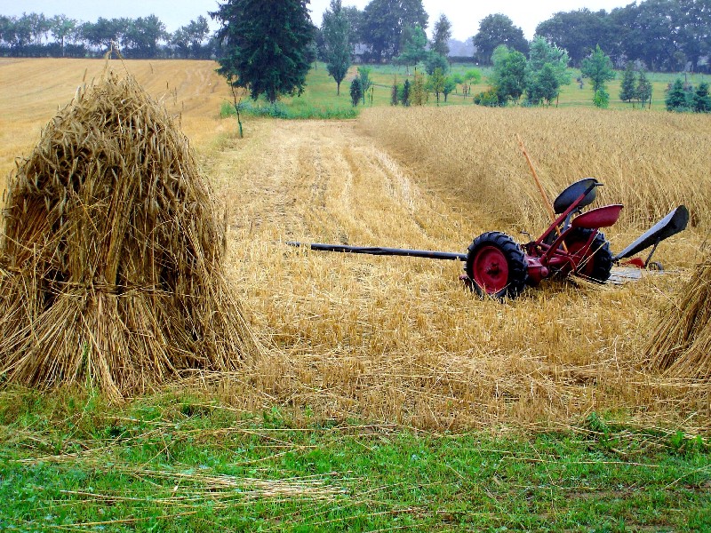 Kosiarka konna - nie miaa co robi.