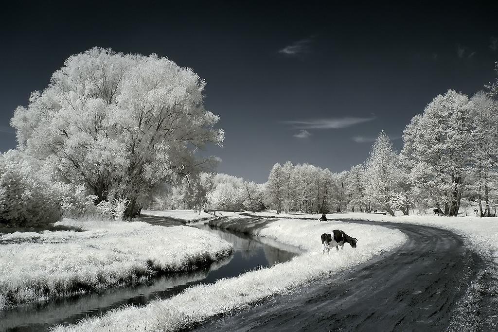 Teren koo Mleczarni, rok 2010.