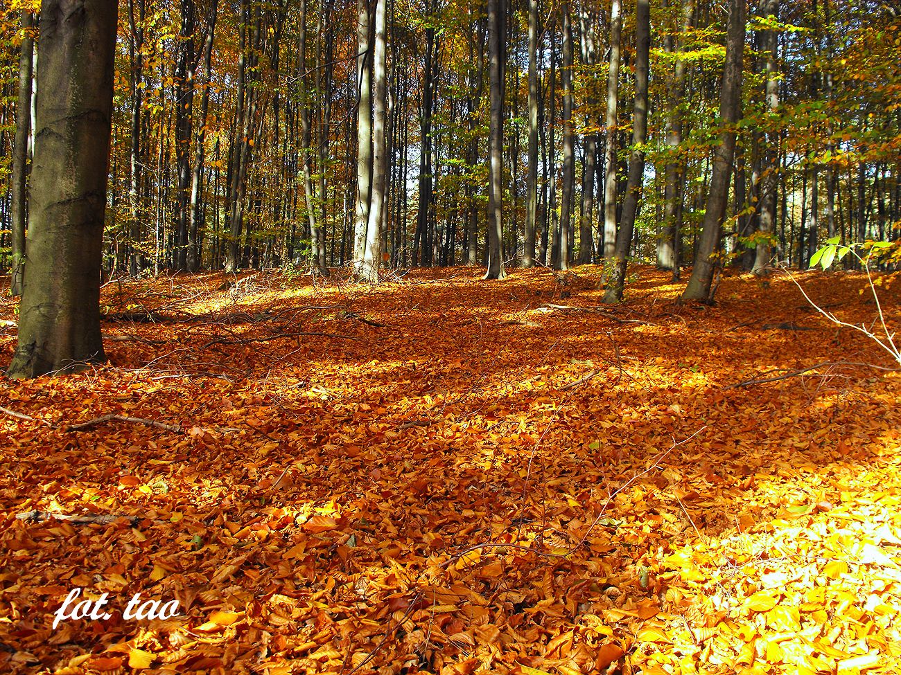 Jesie w dobaczewskim lesie k/Sierpca, 16.10.2013 r.