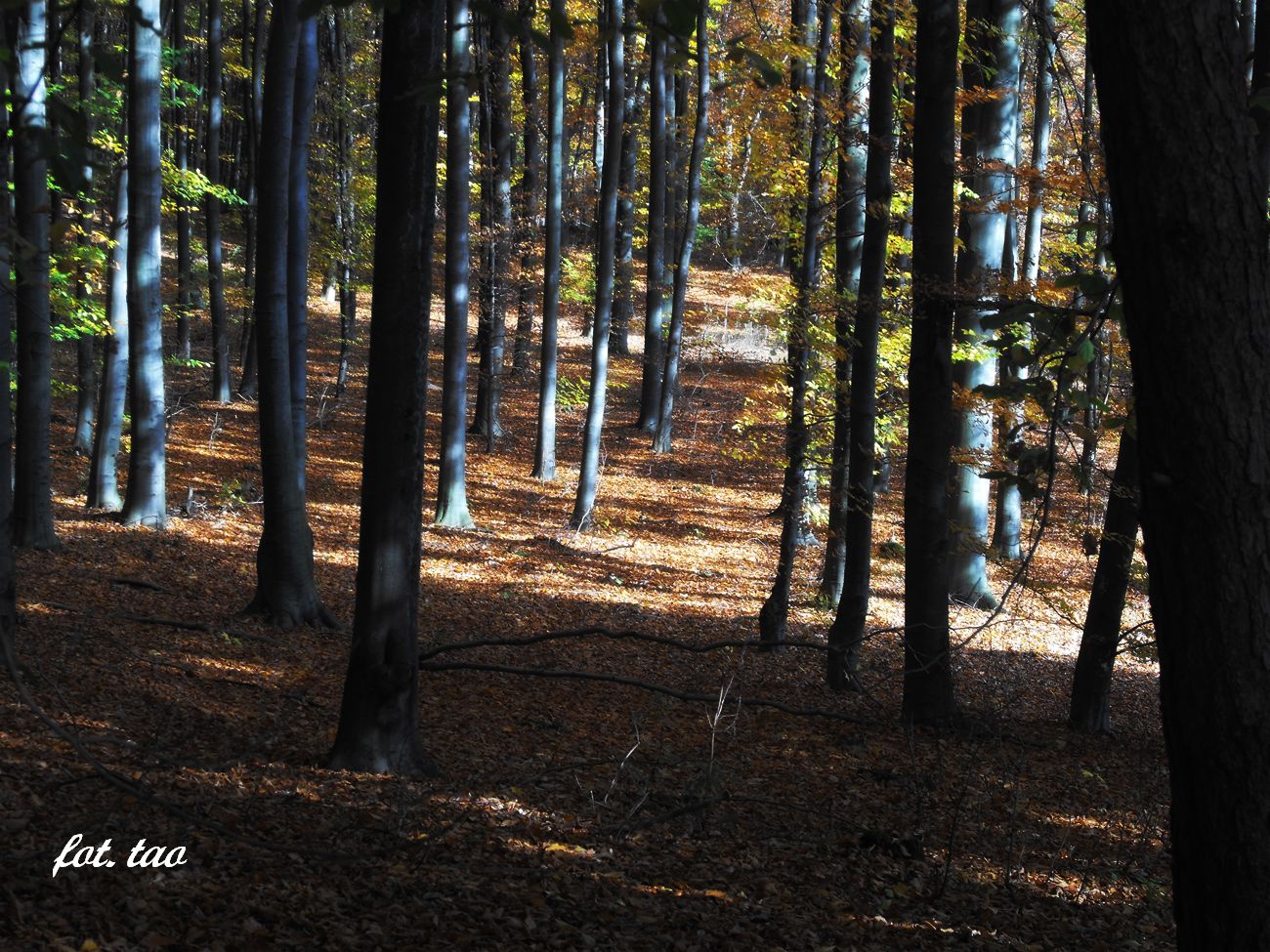 Jesie w dobaczewskim lesie. Jest to typowy las liciasty i oprcz piknych widokw mona tu zbiera kanie, 16.10.2013 r.