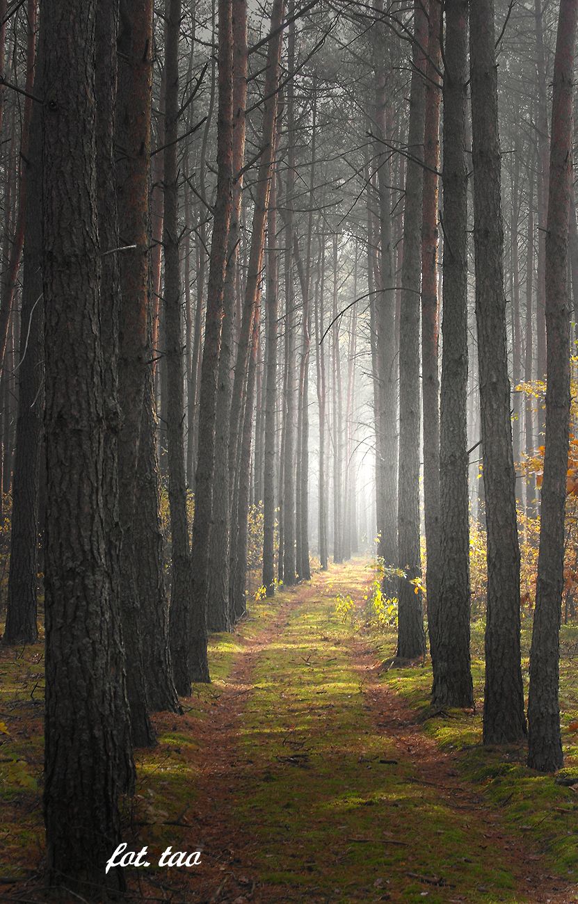 Leśna droga. Koniec listopada już po grzybobraniu, ale spacer w takiej scenerii to sama radość. Foto przedstawia las w okolicy Szczutowa, listopad 2013 r.