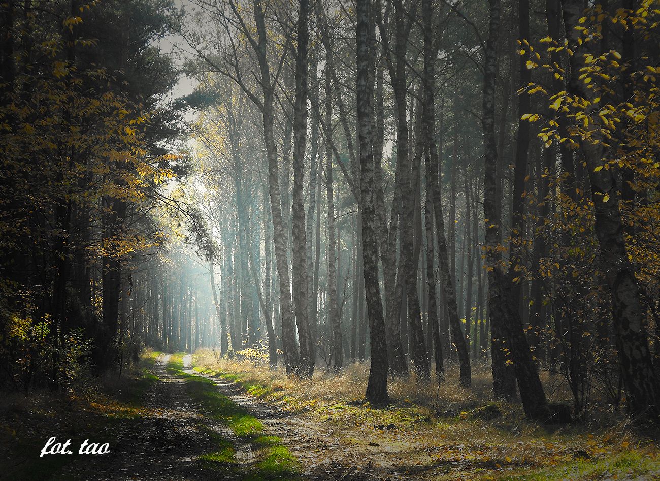 Leśna droga w okolicy Szczutowa, listopad 2013 r.