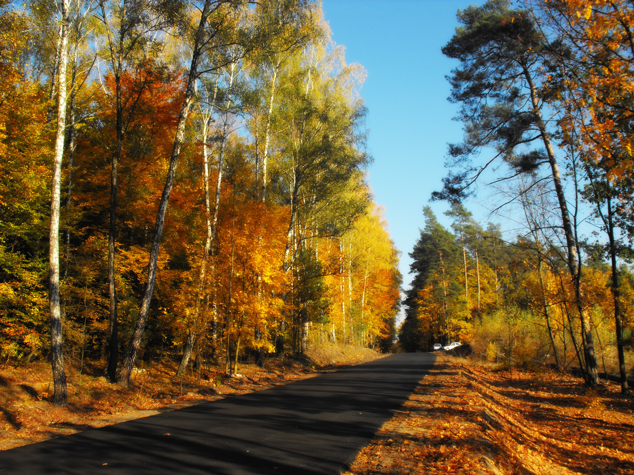 Szosa z Ligowa do Sierpca w jesiennej scenerii (po modernizacji). Na zdjciu las w okolicy wsi niechy, 20.10.2012 r.