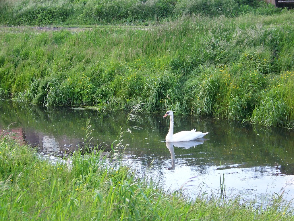 abd na rzece Sierpienica, 3.06.2009 r.