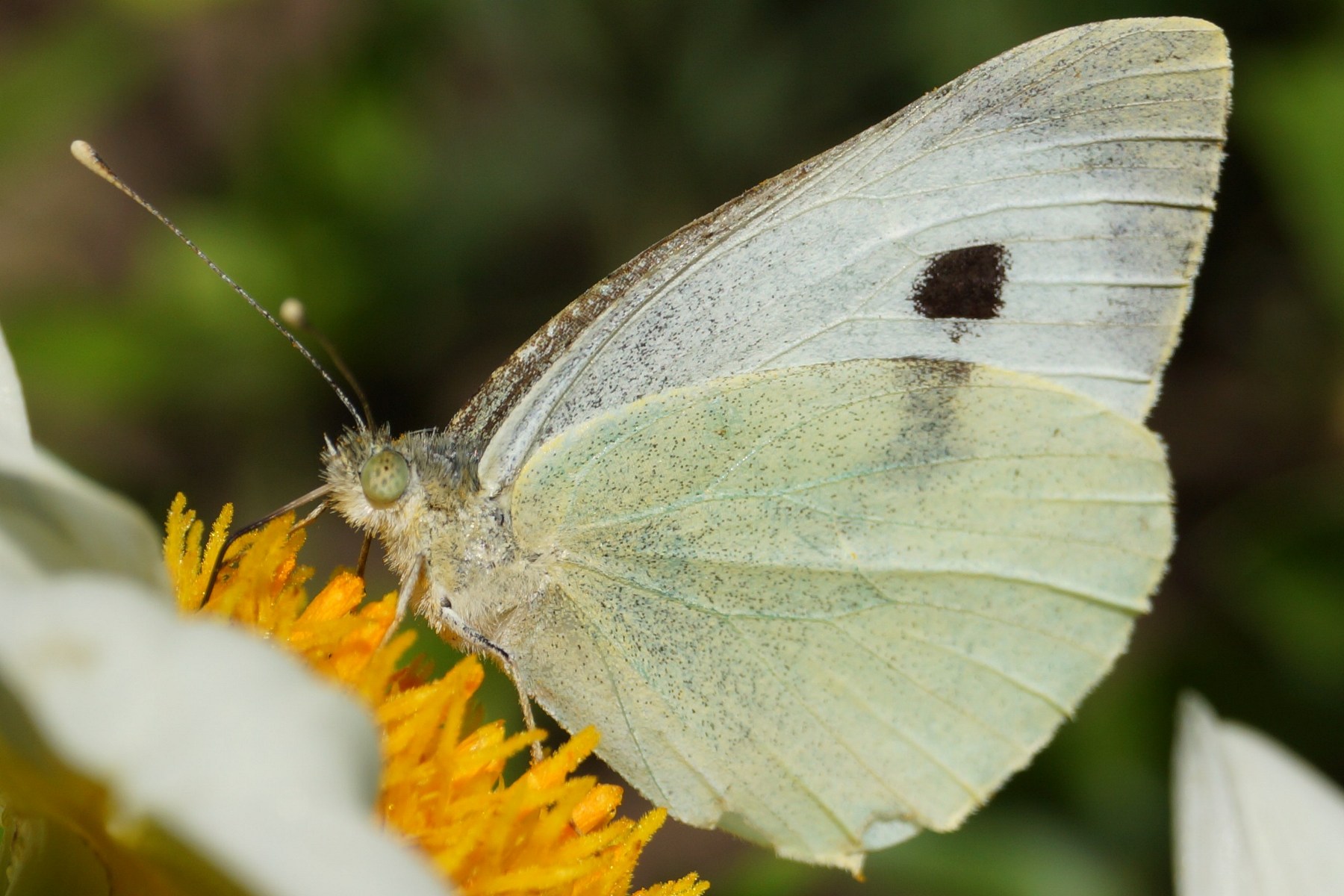 Motyl, 23.07.2012 r.