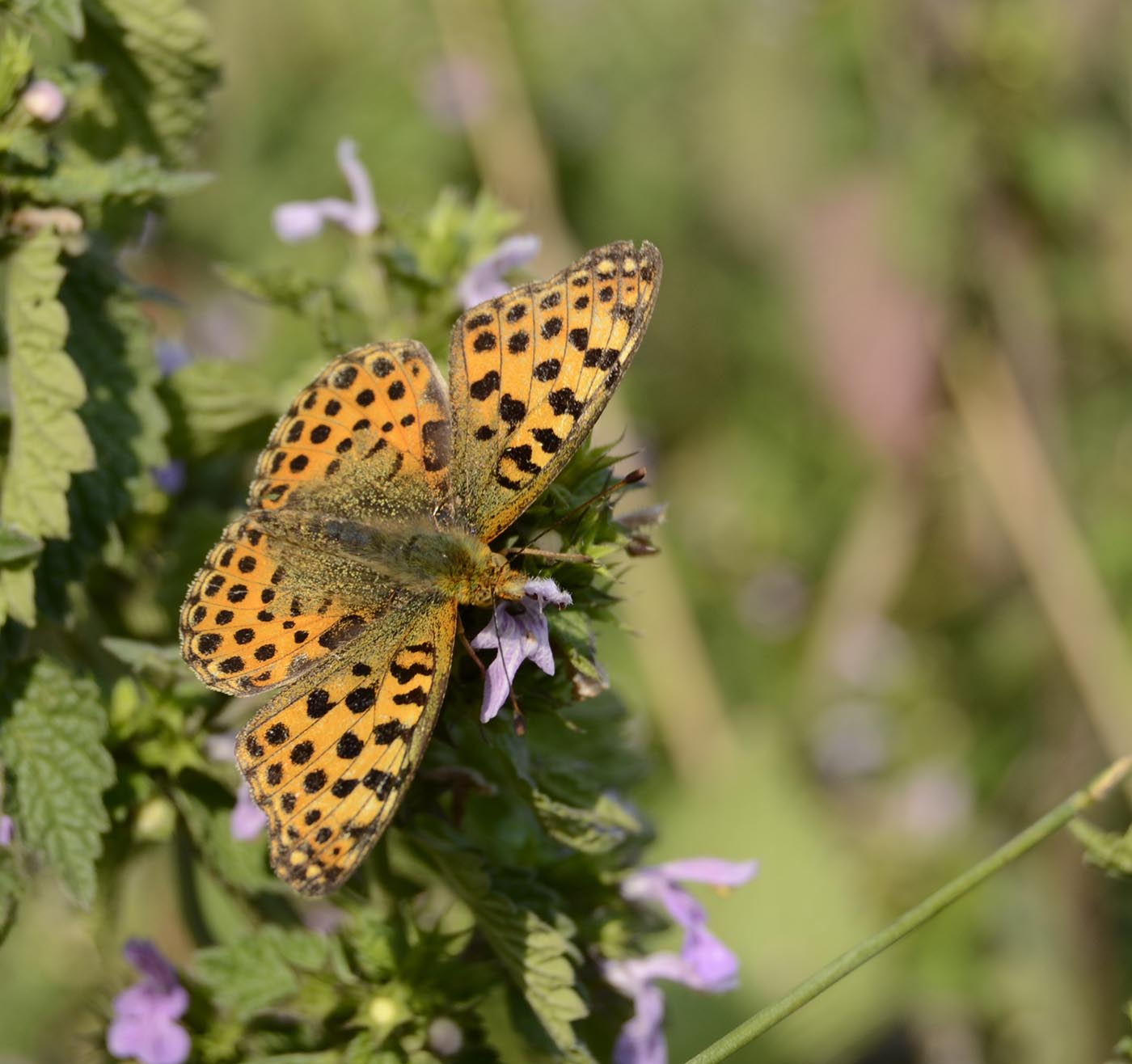 Motyl na Ziemi Sierpeckiej - makro, lipiec 2016 r.