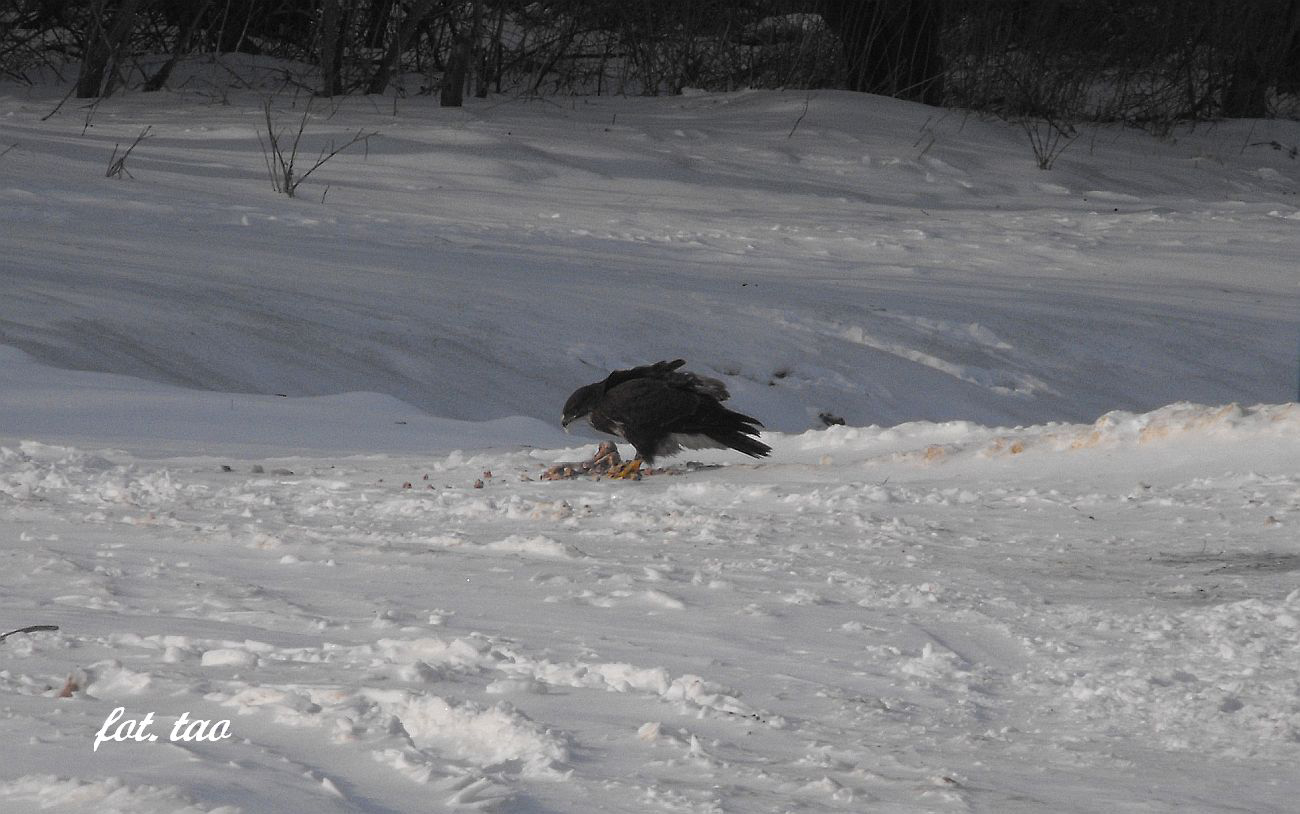 Ucztujący myszołów. Zdjęcie wykonano na ul. Bobrowej przy mostku nad Sierpienicą. Myszołów - ptak drapieżnik, bardzo nieufny i płochliwy, ale ten najwidoczniej był bardzo głodny i dał się podejść dosyć blisko, 1.02.2014 r.