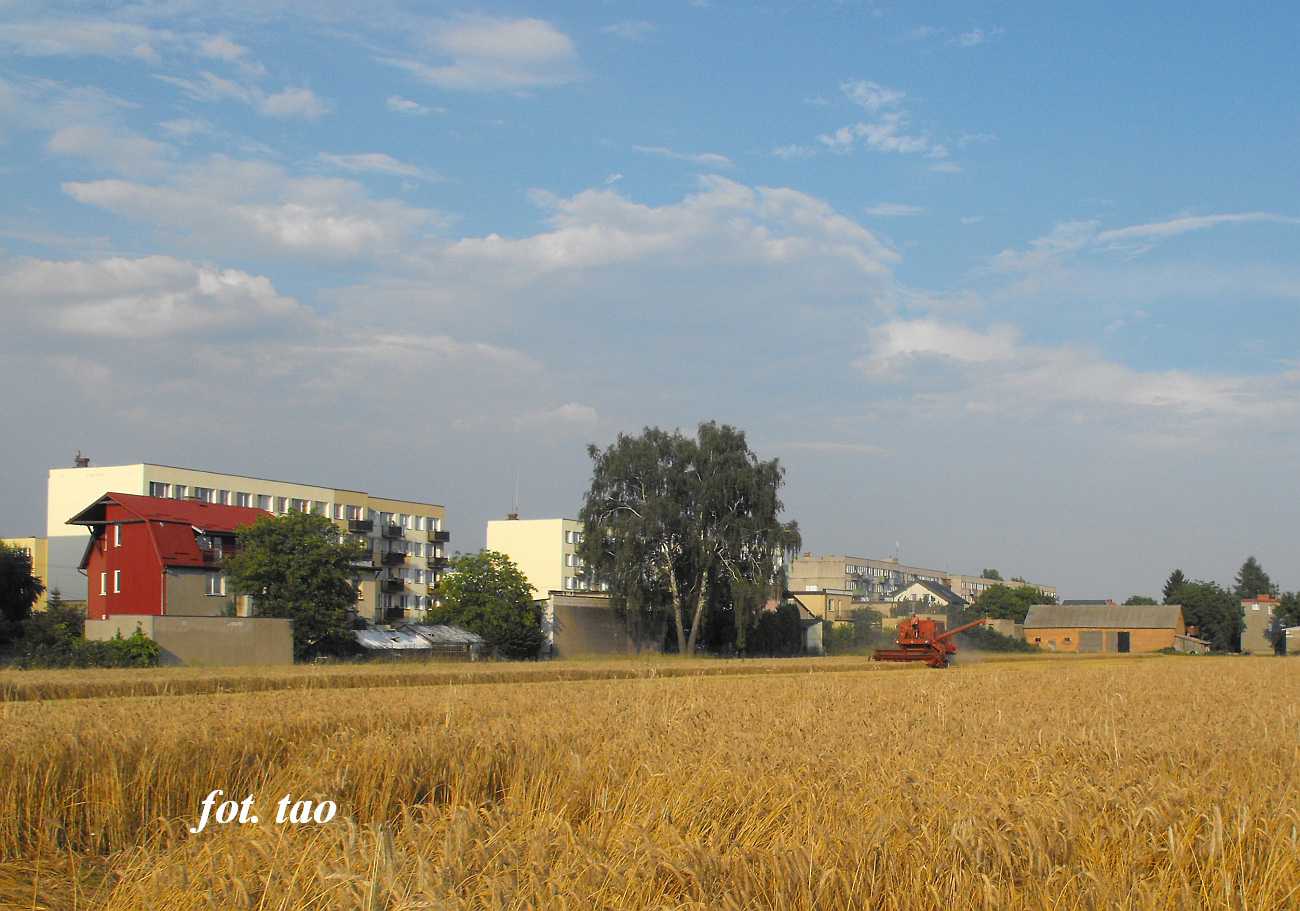 niwa przy ul. Polnej. W oddali bloki przy ul. Jana Pawa II, 27.07.2013 r.