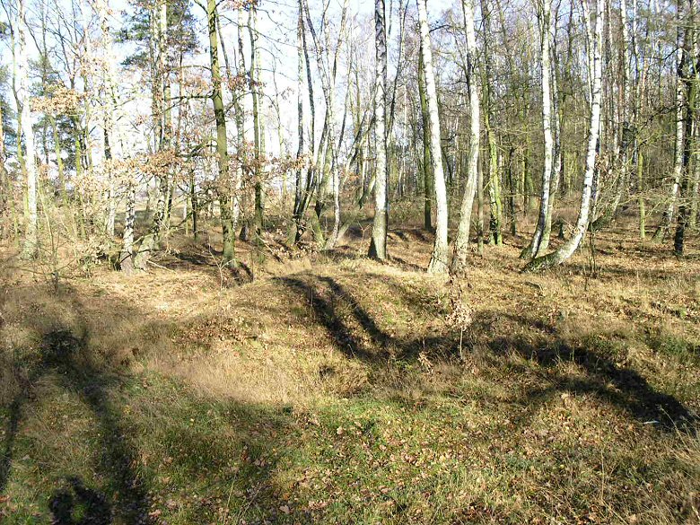 Pozostałość okopów z I wojny światowej w okolicach Sierpca.