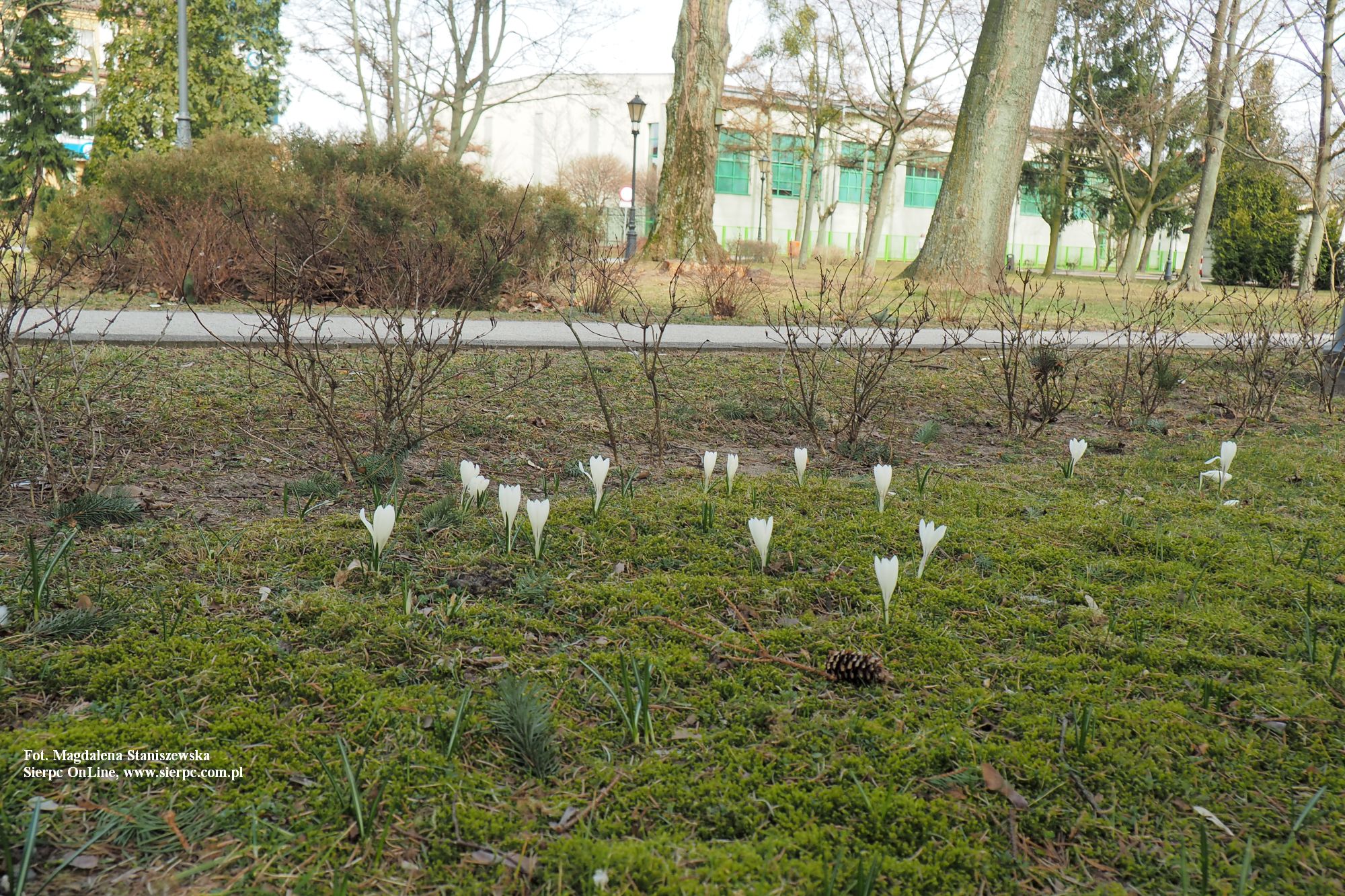 Krokusy w Parku im. Janusza Korczaka w Sierpcu, 27.03.2022 r.