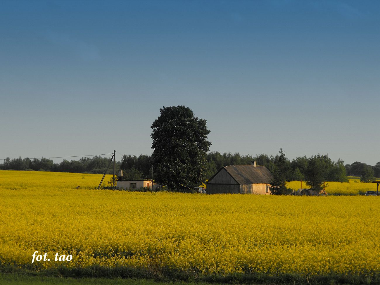 Chata jak z bajki. Kwitnce pola rzepaku w Pawowie, 18.05.2011 r.