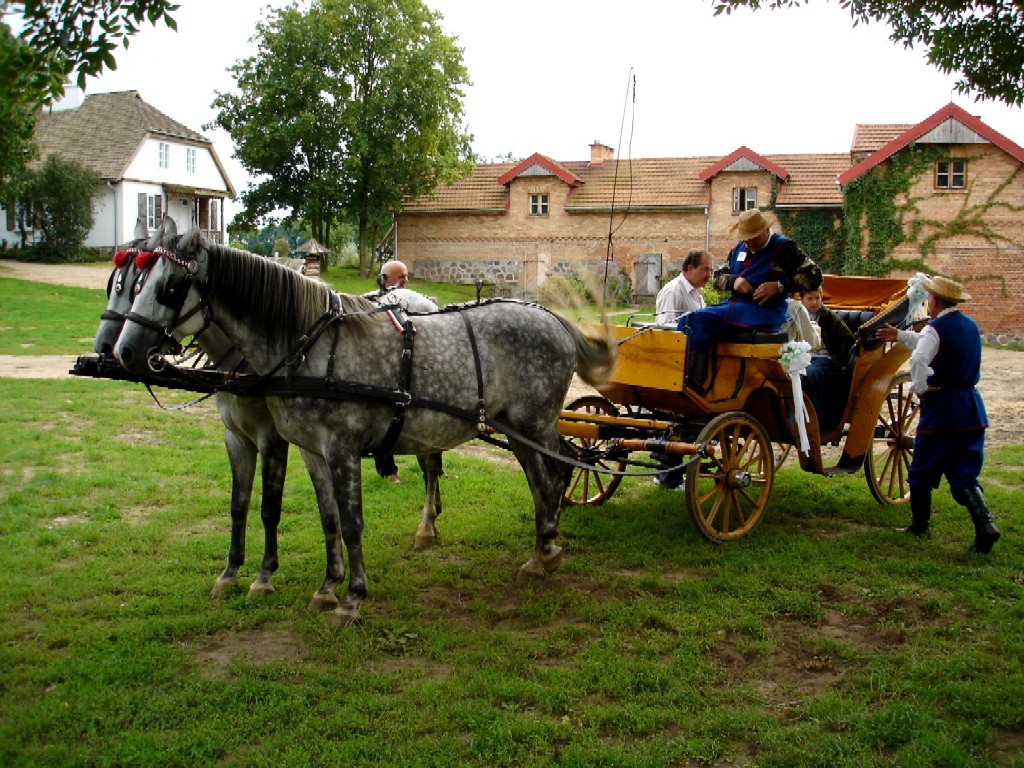 Wykopki w Skansenie 2006. Przejadki bryczk s nieodczn atrakcj skansenu.