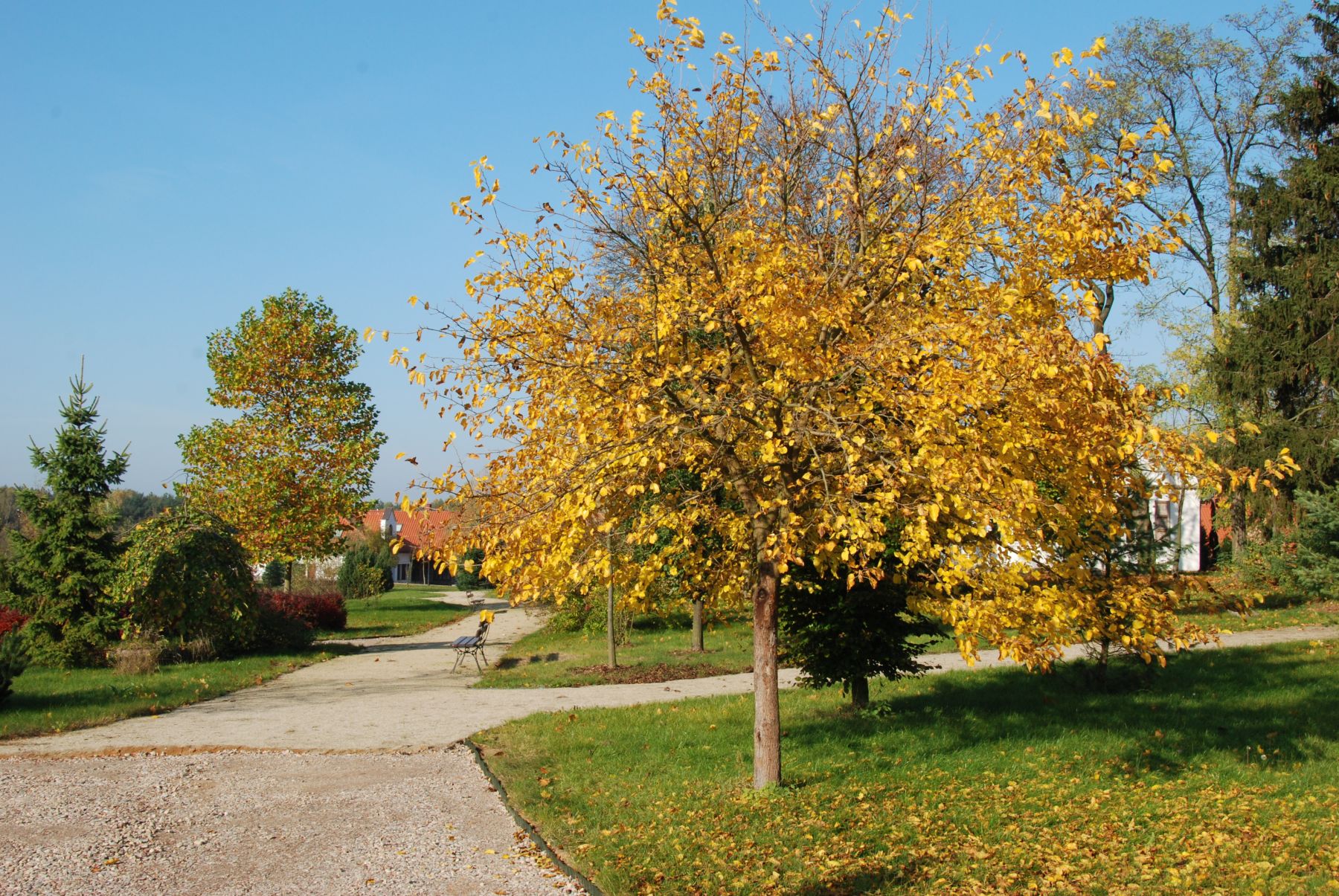 Park dworski w Skansenie, jesie 2010 r.