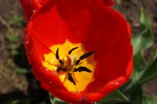 Tulipan