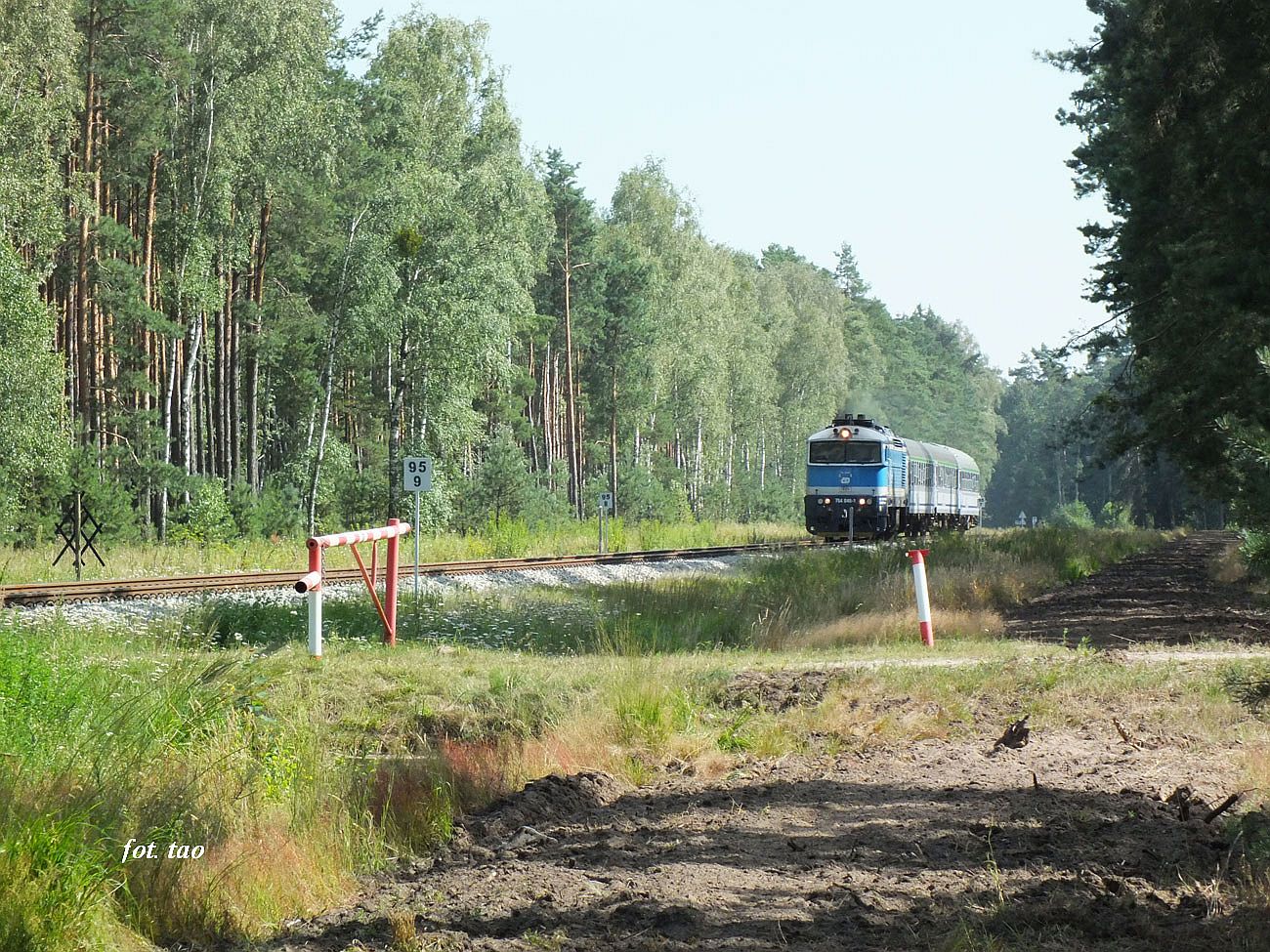 TLK Flisak pędzący do Gdyni. Na fotografii lasy szczutowskie, a pociąg szumi po nowym torowisku, sierpień 2022 r.