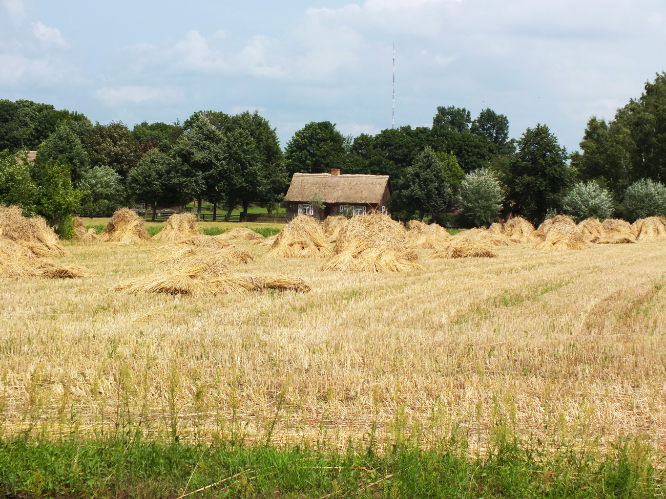 Trzeci dzie niw w skansenie rozpocz si od wielkiego sprztania po nocnej burzy, 15.07.2021 r.