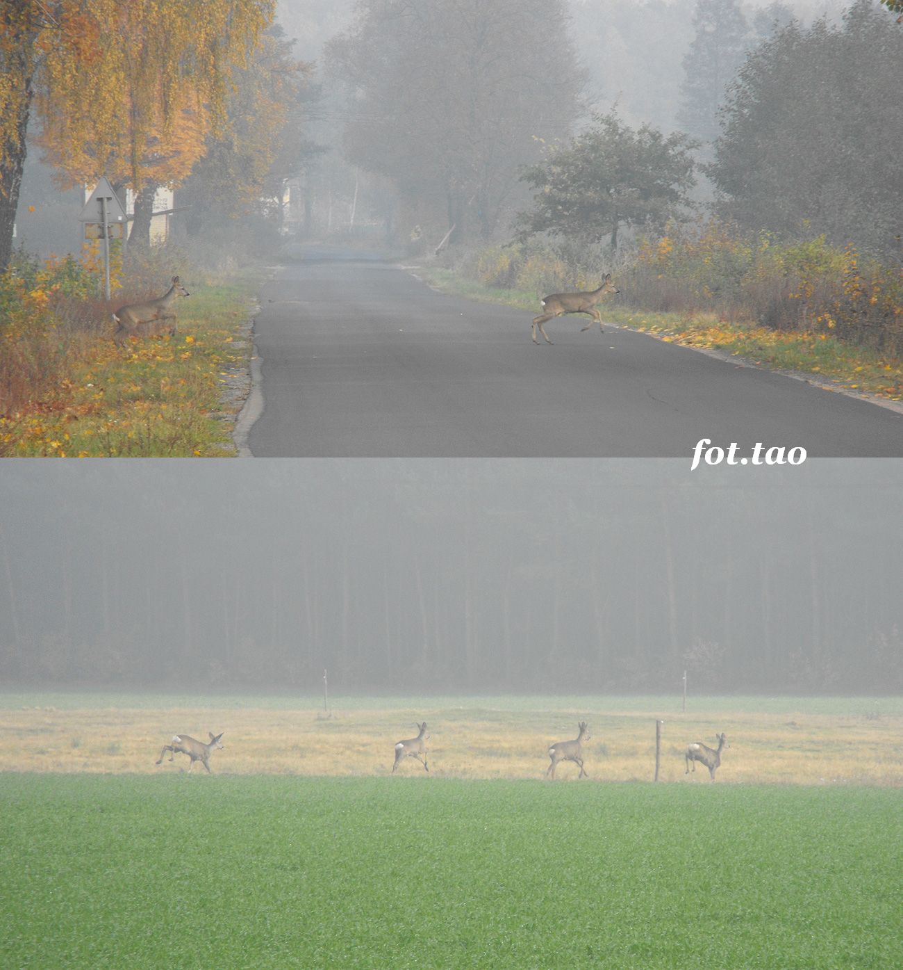 Niedzielna wycieczka rowerowa. Na zdjciu niespodziewane spotkanie z sarenkami na szosie z Gjska do Szczutowa. Jak wida wszystko zakoczyo si pamitkow fotografi, 21.10.2012 r.