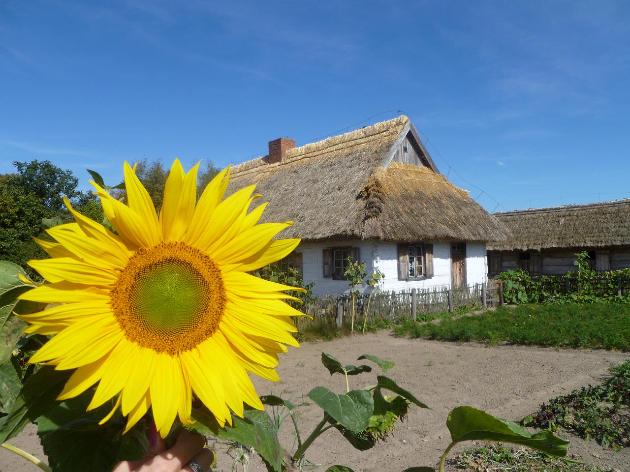 Skansen, 9.09.2012 r.