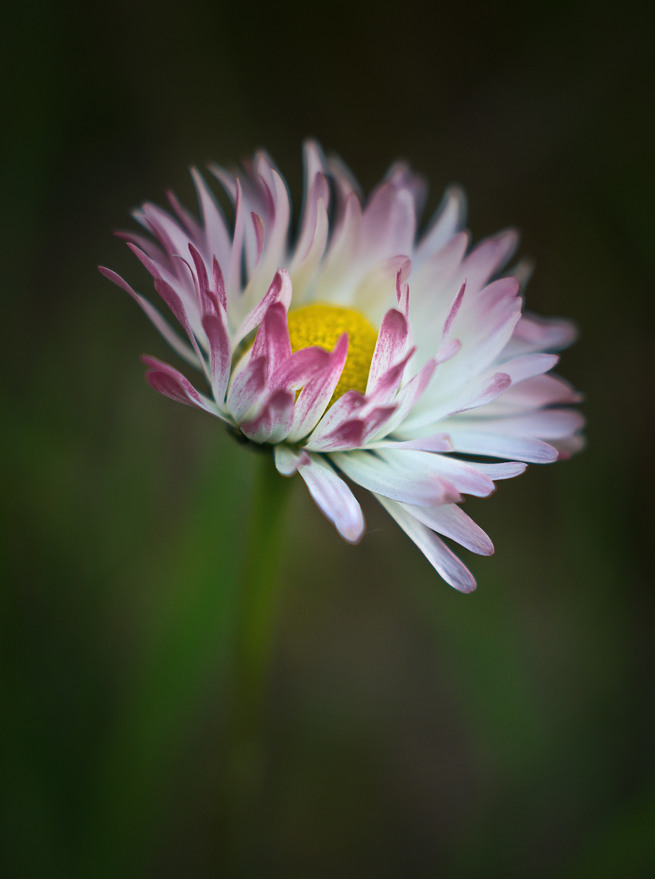 Stokrotka rosa polna, maj 2013 r.