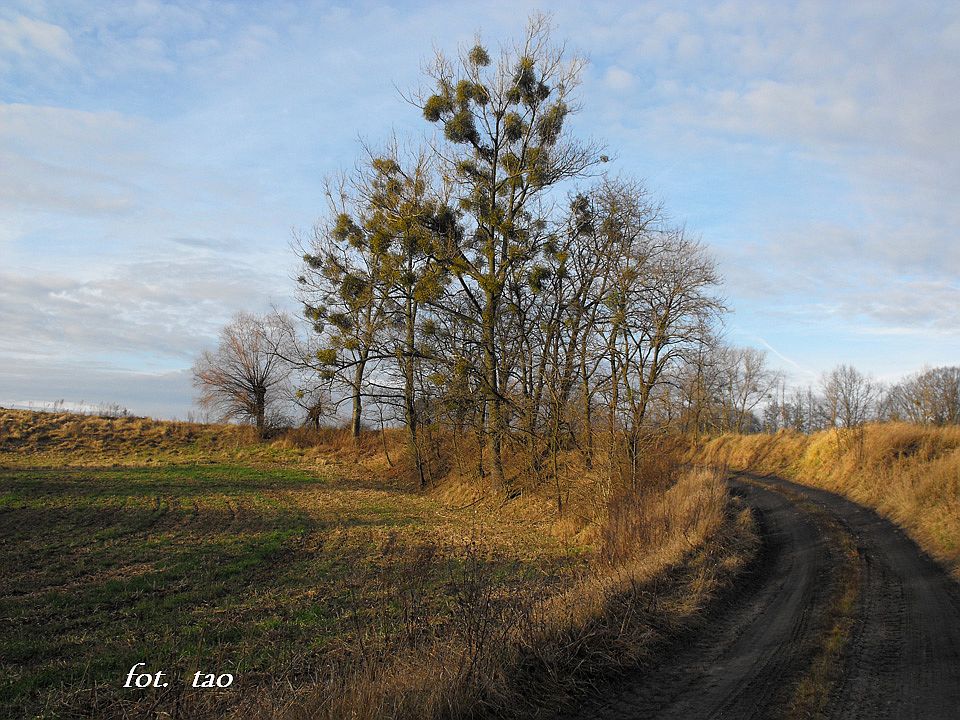 Droga do myna w Sulkowie od strony Tuchowa. Prawy brzeg Skrwy, 29.11.2009 r.