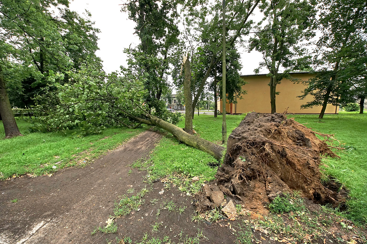 Skutki wichury, Park im. gen. Wadysawa Andersa, 8.07.2012 r.