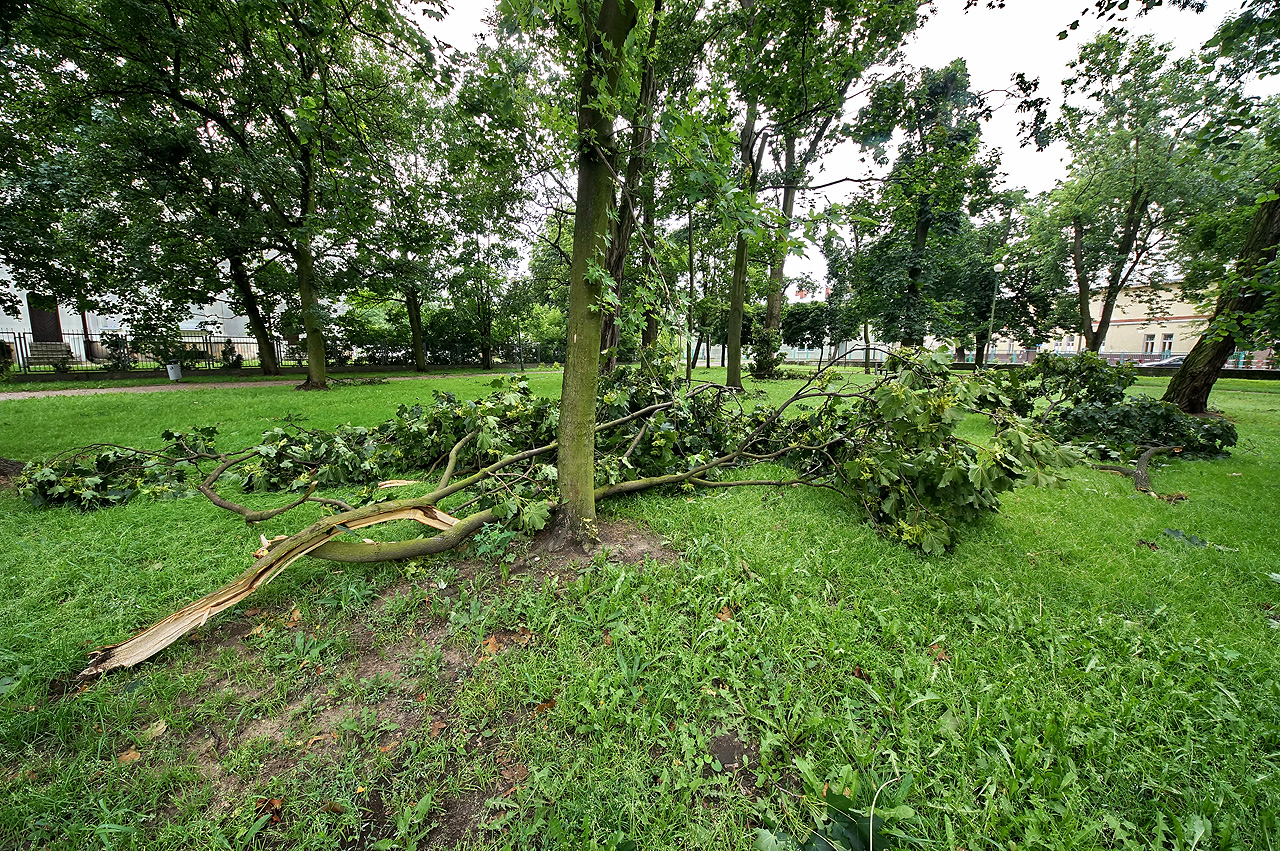 Skutki wichury, Park im. gen. Wadysawa Andersa, 8.07.2012 r.