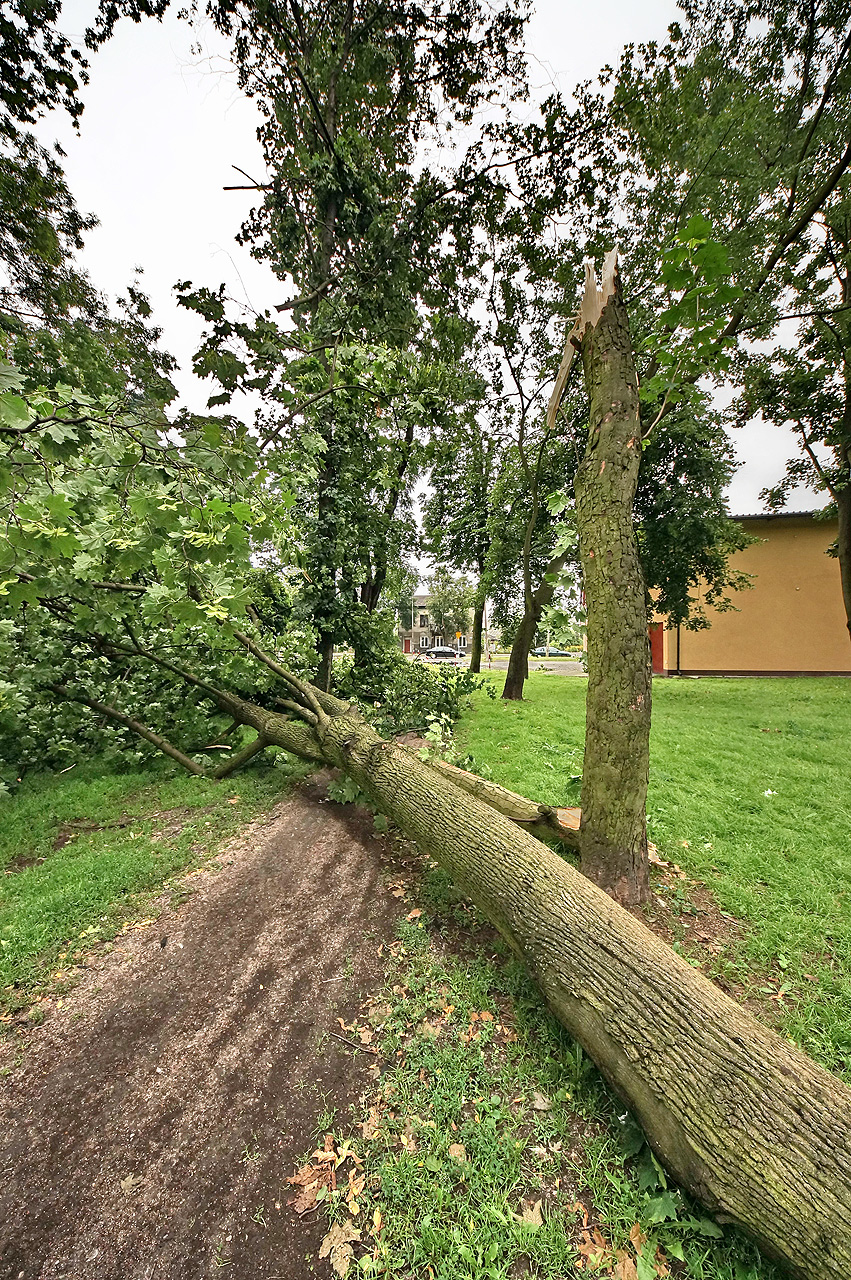 Skutki wichury, Park im. gen. Wadysawa Andersa, 8.07.2012 r.