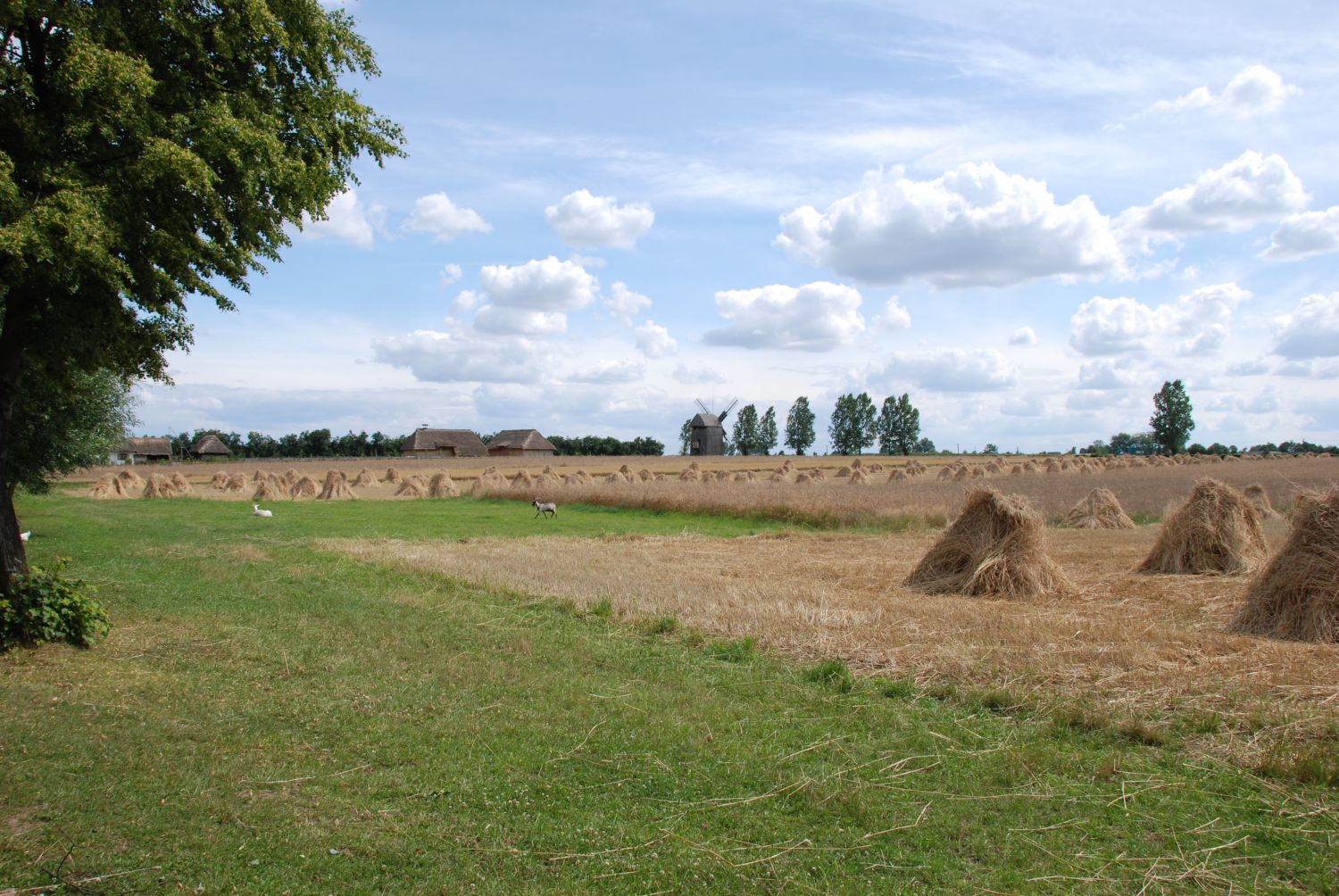 Tereny skansenu, lipiec 2008 r.